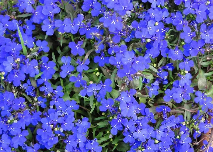 奥林波斯酒店 2*